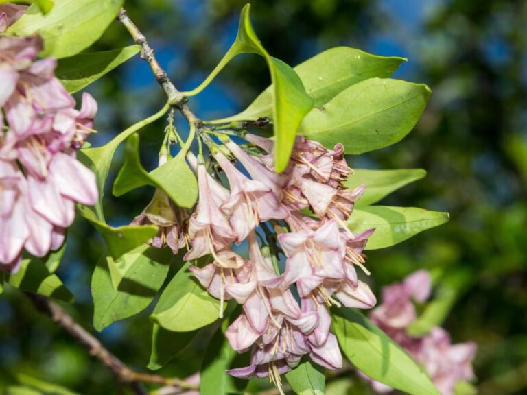 Descubren en Sinaloa nueva especie de árbol que atrae polinizadores