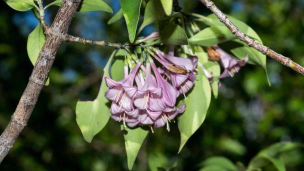 La imagen tiene un atributo ALT vacío; su nombre de archivo es descubren-nueva-especie-de-arbol-en-mexico-focus-0-0-608-342.jpg